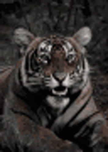 Angry Tiger Roar GIF - Angry Tiger Roar Tiger GIFs