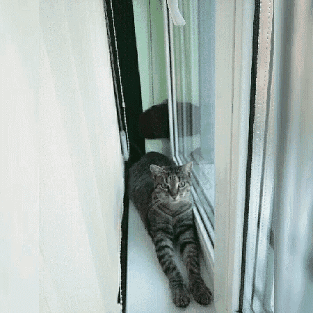 a cat laying on a window sill looking out