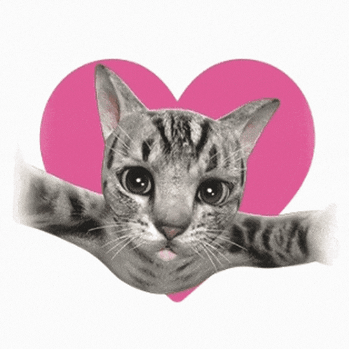 Love Chu GIF - Love Chu Cat Chu GIFs