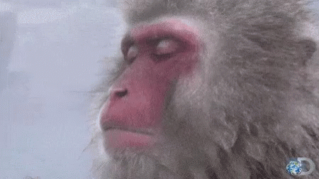 Japanese Macaque Sleeping GIF - Japanese Macaque Sleeping When You Realize GIFs
