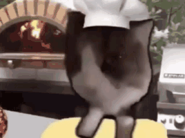 Cat Dough GIF - Cat Dough GIFs