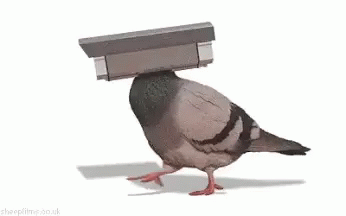 Bird Cam GIF - Bird Cam Spy GIFs