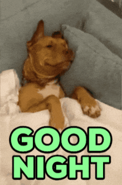 a dog is laying on a bed with the words " good night " written above it