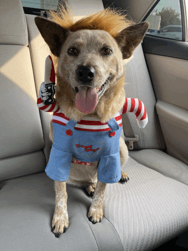 a dog wearing overalls and a red and white striped shirt with the word good boy on it