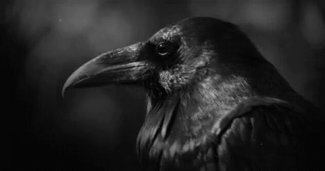 Raven Bird GIF - Raven Bird Corvid GIFs