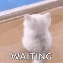 a white cat is sitting on a wooden floor waiting for something .