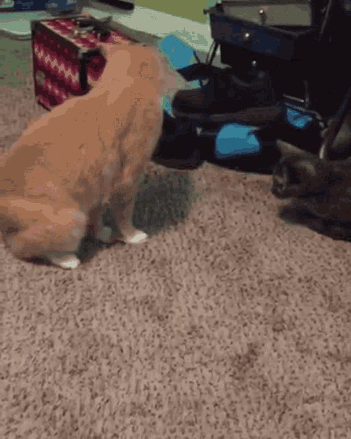 two cats standing on a carpet next to a box