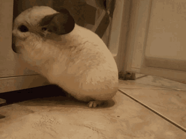 a white chinchilla standing on a tiled floor next to a cabinet