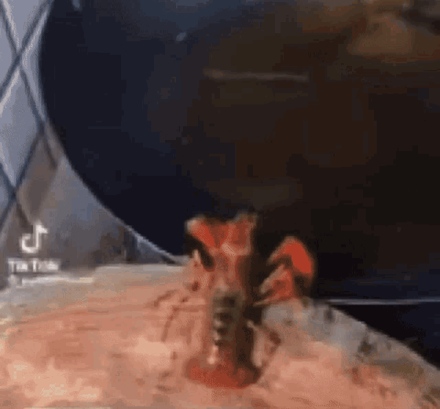 Lobster Fka Twigs GIF - Lobster Fka Twigs Kettlefaced GIFs
