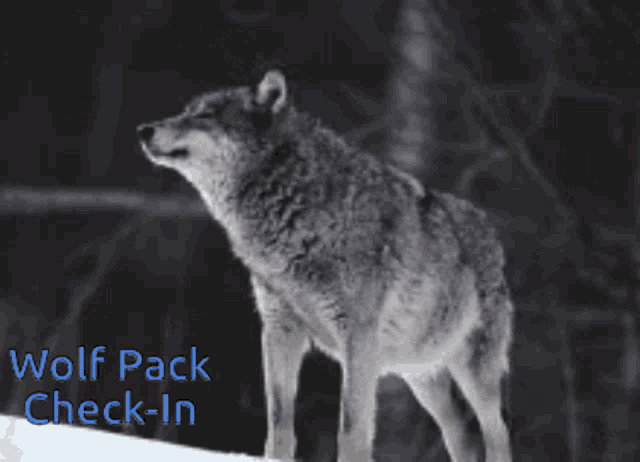 Checking In Wolfpack GIF