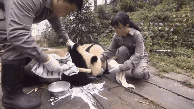 Get Back To Your Place 42pandas Born In Breeding Program This Year GIF - Get Back To Your Place 42pandas Born In Breeding Program This Year Cant Do That GIFs