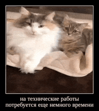 a cat and a kitten are laying on a blanket on the floor .