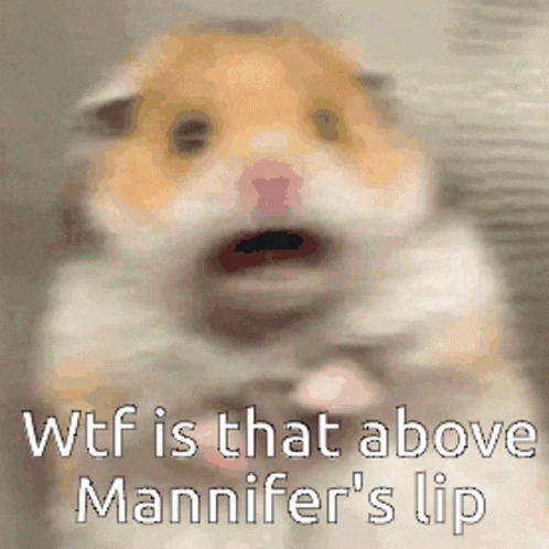 Hamster Scared GIF - Hamster Scared Shocked GIFs