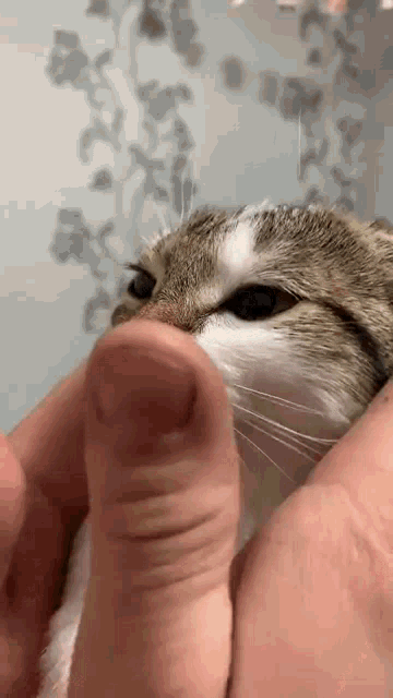 Cat Pet GIF - Cat Pet Cute GIFs