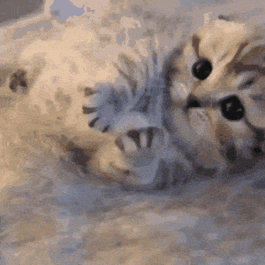 a close up of a kitten laying on its back on a blanket