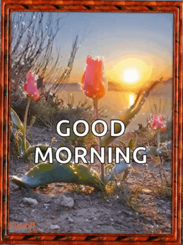 Good Morning Sunrise GIF - Good Morning Sunrise Flower GIFs
