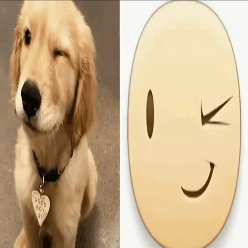 a dog with a tag that says good boy emi