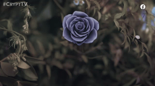 Die Dying Rose GIF - Die Dying Rose Shrivel GIFs