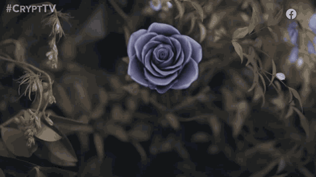 a purple rose is surrounded by dark leaves and a facebook icon
