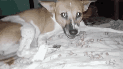 a brown and white dog is laying on a bed with its head on a blanket .