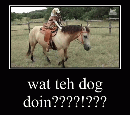 What Da Dog Doin Horse GIF - What Da Dog Doin Horse Dog Riding Horse GIFs