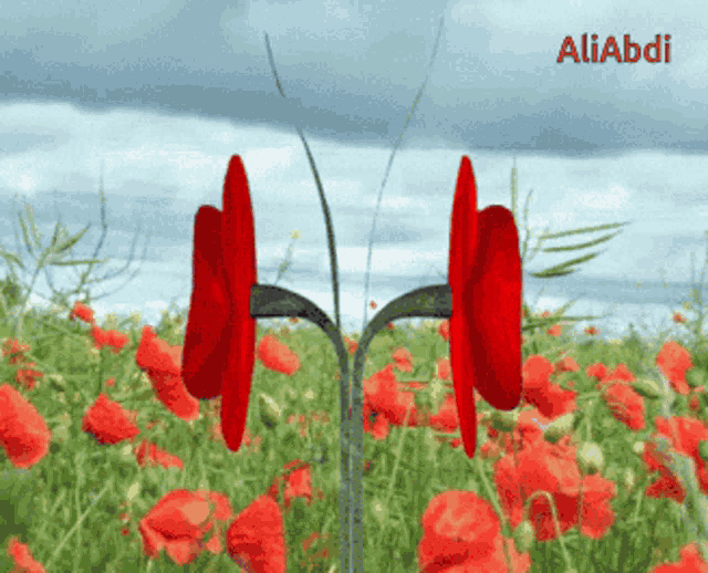 a field of red flowers with the name aliabdi written on the bottom