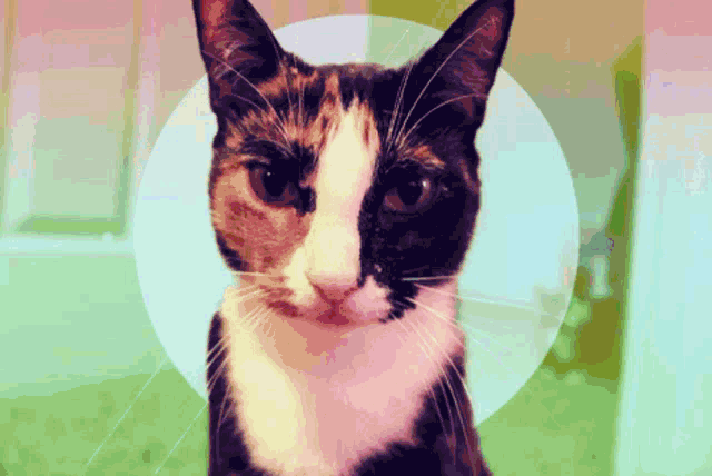a calico cat with a white spot on its nose looks at the camera