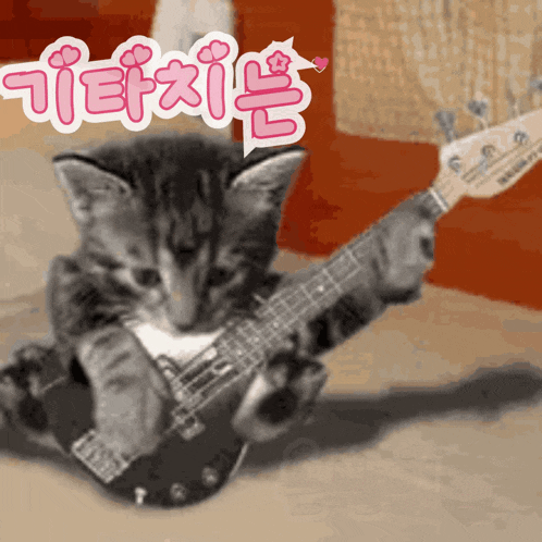 a kitten is playing a guitar with a sticker that says ' tetzi ' on it
