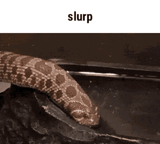 Slurp Snake GIF - Slurp Snake Reynie GIFs