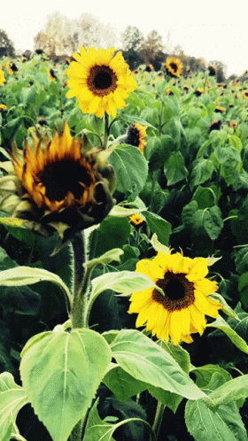 Flower Flowers GIF - Flower Flowers Sunflower GIFs