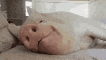 a pig is laying on its back on a bed with its eyes closed and smiling .