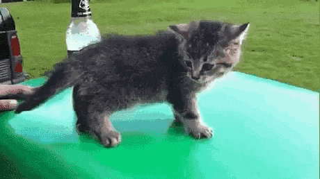 a kitten is standing on a green table next to a bottle of soda .