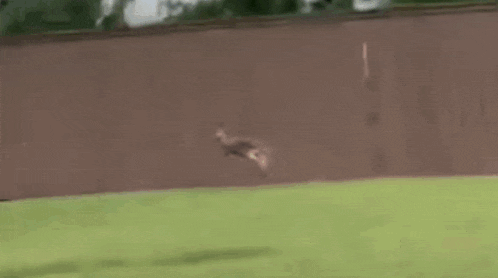 a kangaroo is jumping over a fence in a field .