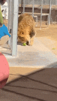 a lion is playing with a green ball in a cage
