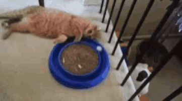 Lit Cool GIF