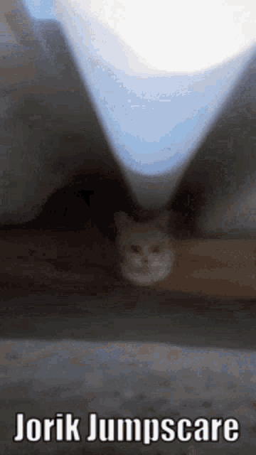 a cat peeking out from under a curtain with jorik jumpscare written below it