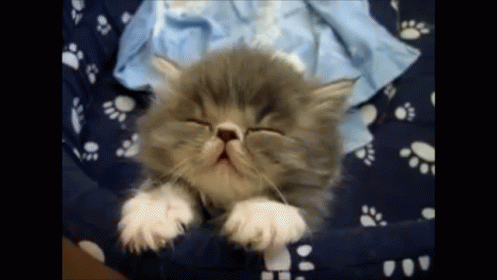 Snoring Kitten GIF - Sleepy Tired Cat GIFs