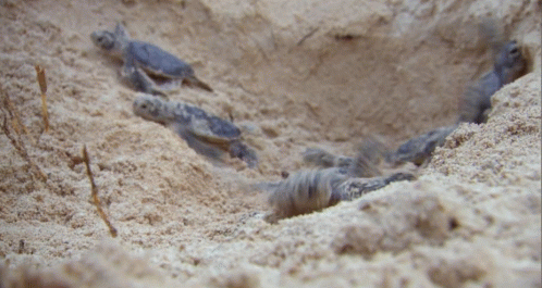 Baby Turtles GIF - Baby Turtles Off To The Sea GIFs