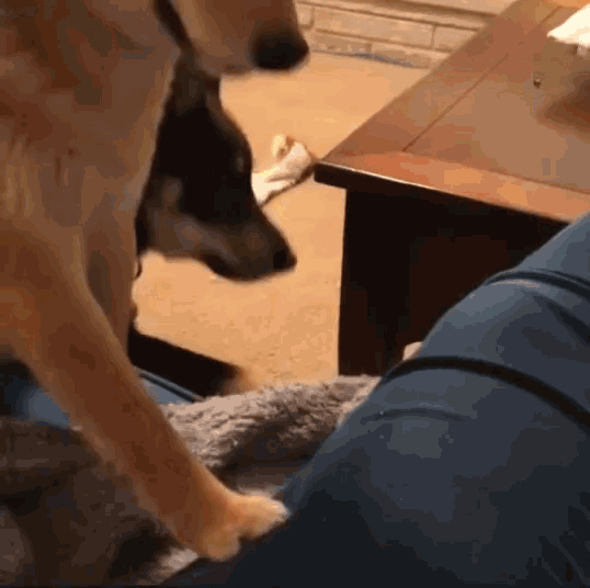 Judging Funny Animals GIF - Judging Funny Animals Dogs GIFs