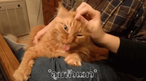 ลูบหัวแมว เล่นกับแมว โอ๋ GIF - Rub Cat Head Rubs Cat Head Rubbing Cat Head GIFs