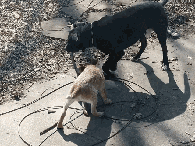 Dogs Puppy GIF - Dogs Puppy Stick GIFs