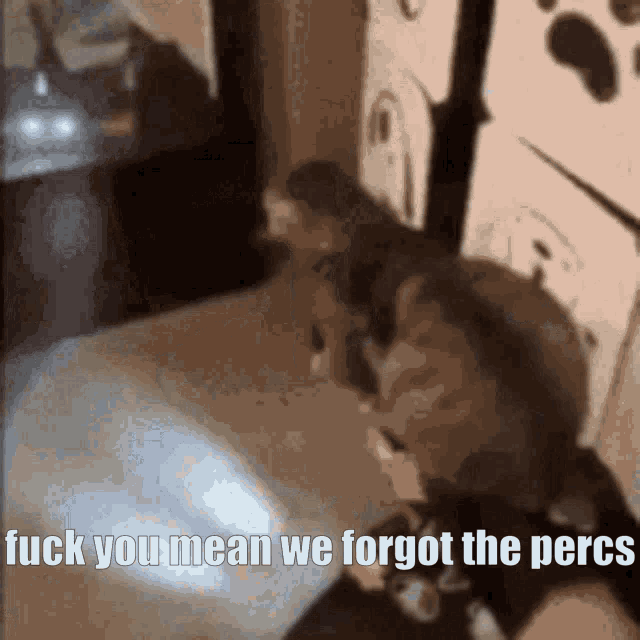 We Forgot The Percs Fuck You Mean GIF - We Forgot The Percs Fuck You Mean Cat GIFs