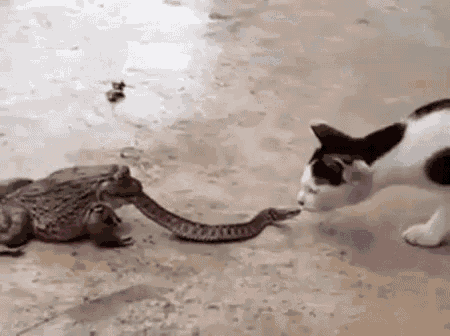 Frog Snake GIF - Frog Snake Cat GIFs