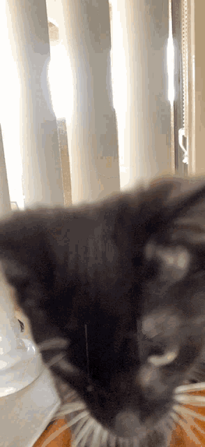 a close up of a cat looking at the camera