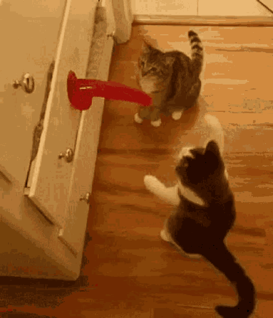 Playtime Toys GIF - Playtime Toys Cats GIFs