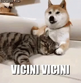 Vicini Cane Gatto Animali Coccole Ti Amo Mi Manchi Dobbiamo Stare GIF - Pet  Cat Dog - Discover & Share GIFs