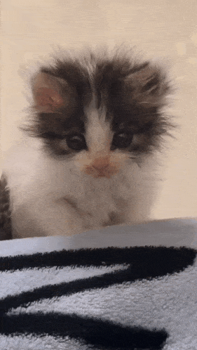 a fluffy kitten is sitting on a black and white towel looking at the camera