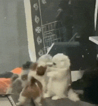 a couple of stuffed animals are standing next to each other .