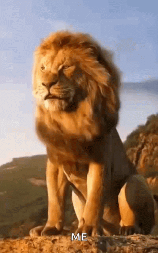 Lion King GIF - Lion King Animal GIFs