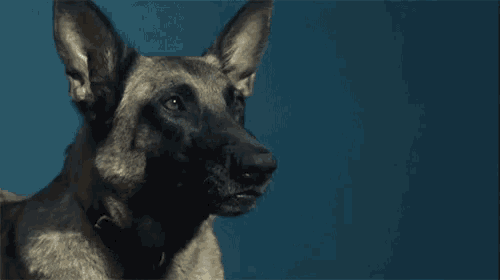 a close up of a dog with its mouth open and teeth showing